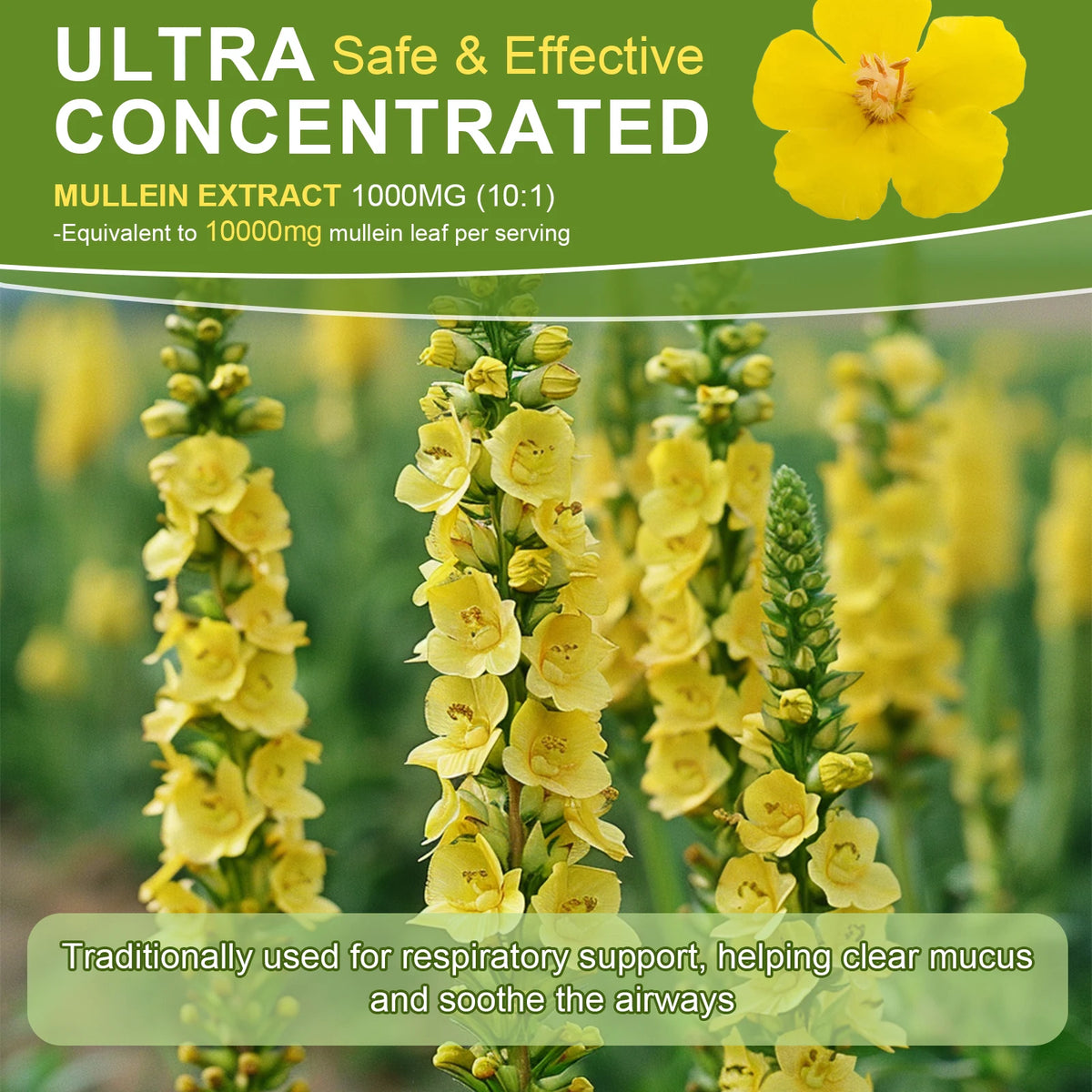 Mulittea Mullein Leaf Extract Drops For Respiratory Support